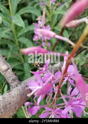 Complesso Bumble Bee a due forme (Bombus bifarius) Insecta Foto Stock