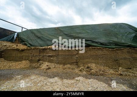 Superficie della pinza per insilato, che mostra diversi strati di prodotto. Rietberg, Renania settentrionale-Vestfalia, Germania Foto Stock