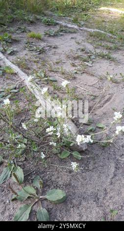 Hoary alyssum (Berteroa incana) Plantae Foto Stock