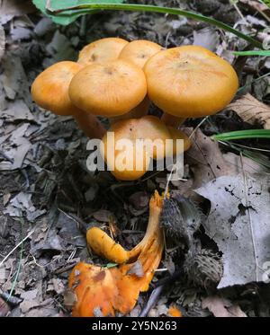 Funghi jack-o'-lantern (Omphalotus illudens) dell'America orientale Foto Stock