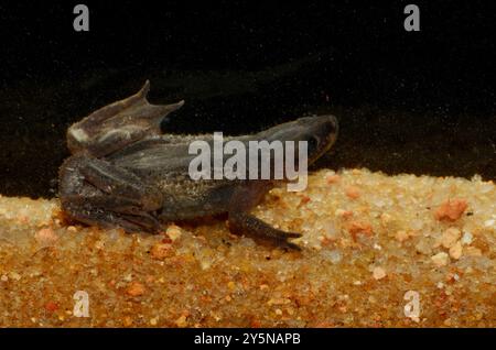 Zaire Dwarf clawed Frog (Hymenochirus boettgeri) Amphibia Foto Stock