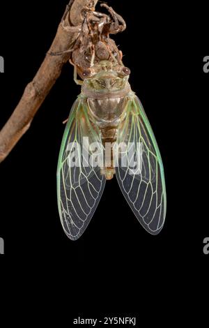 Un neonato resh cicada isolato su sfondo nero Foto Stock