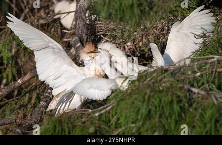 Egret del bestiame (Bubulcus ibis) che dà da mangiare ai suoi nidi, Texas, Stati Uniti Foto Stock