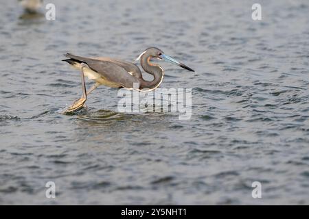 L'airone tricolore (Egretta tricolor) in volo, Galveston, Texas, USA Foto Stock