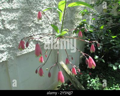 Salsilla (Bomarea edulis) Plantae Foto Stock