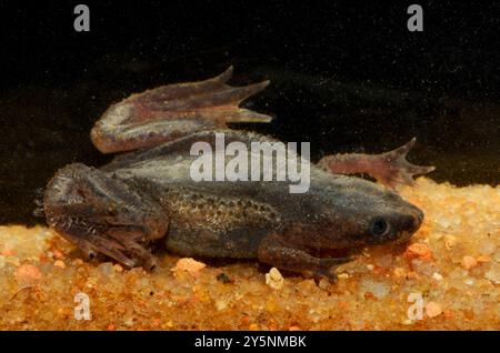Zaire Dwarf clawed Frog (Hymenochirus boettgeri) Amphibia Foto Stock
