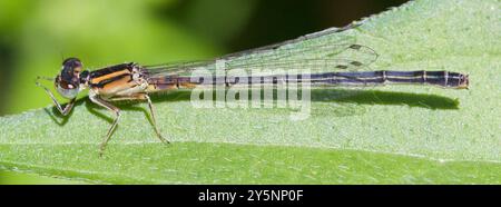 Coda orientale (Ischnura verticalis) Insecta Foto Stock