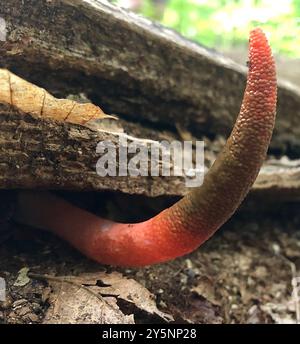 Funghi della diavolo (Mutinus elegans) Foto Stock