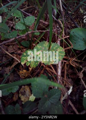 Kashubian Buttercups (Ranunculus cassubicus) Plantae Foto Stock