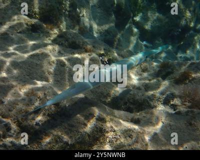 Pesce di corno azzurro (Fistularia commersonii) Actinopterygii Foto Stock