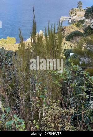 Inaka (Dracophyllum longifolium) Plantae Foto Stock