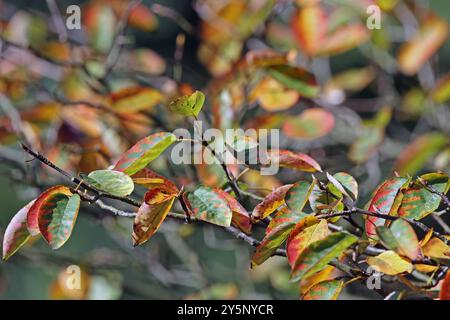 Sonnige Herbsttage und Laubfärbung die kupferroten Blätter der Felsenbirne un einem sonnigen Herbsttag *** giorni d'autunno di sole e colorazione delle foglie le foglie rosso rame della pera di roccia in una giornata d'autunno di sole Foto Stock