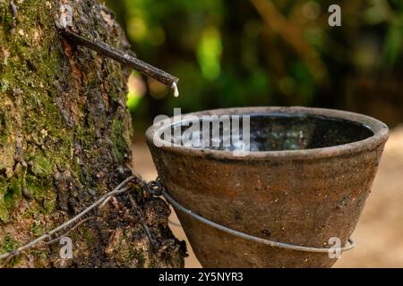 Processo di maschiatura della gomma con gocciolamento di lattice da un albero di gomma nella tazza, dimostrando le tradizionali pratiche agricole e di estrazione della gomma Foto Stock