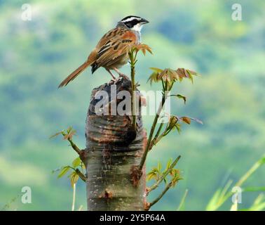 Passero a strisce (Peucaea ruficauda) Aves Foto Stock