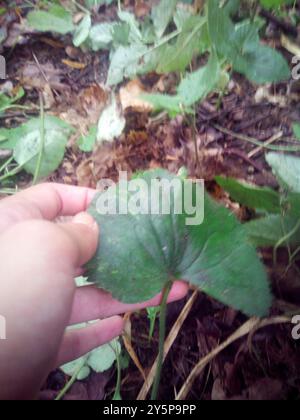 Kashubian Buttercups (Ranunculus cassubicus) Plantae Foto Stock