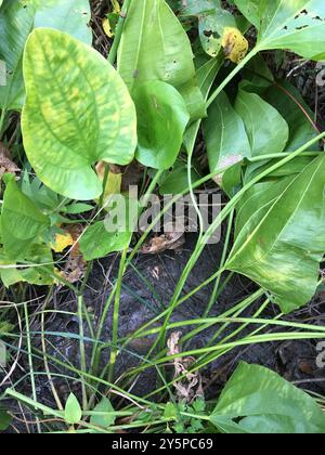 Piano della testa di scopa strisciante (Echinodorus cordifolius) Foto Stock