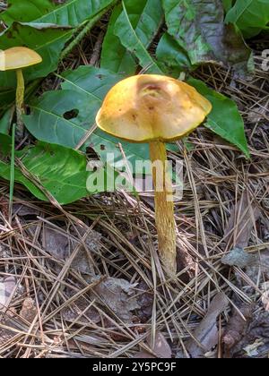 Funghi bolete shaggy-stalked (Aureoboletus betula) Foto Stock