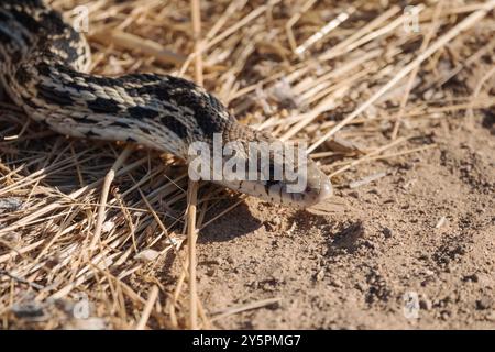 Primo piano di Gopher Snake. Fotografia scattata a Simi Valley in California. Foto Stock