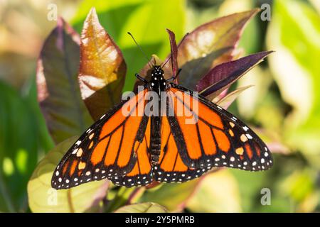 Monarch Butterfly che riposa su foglie di agrumi nella California meridionale. Foto Stock