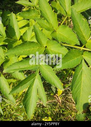 angelica (Angelica atropurpurea) Plantae con stelo viola Foto Stock