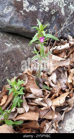 Weasel's-muso (Misopates orontium) Plantae Foto Stock