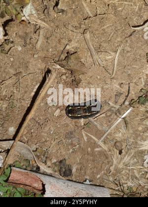 Giorno pascolo Moth (Apina callisto) Insecta Foto Stock