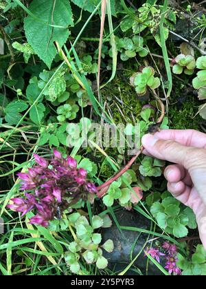 Stonecrop caucasico (Phedimus spurius) Plantae Foto Stock