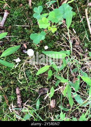 Fairy Parachutes (Marasmiellus candidus) funghi Foto Stock