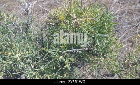 Greasewood (Sarcobatus vermiculatus) Plantae Foto Stock