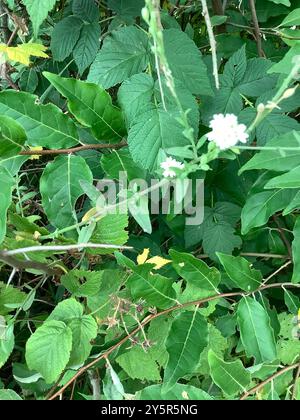 Hoary alyssum (Berteroa incana) Plantae Foto Stock