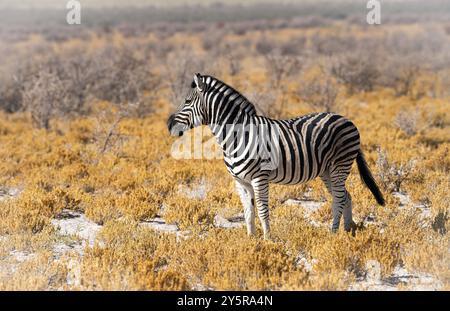 Zebre adattate al deserto in Namibia, Africa Foto Stock