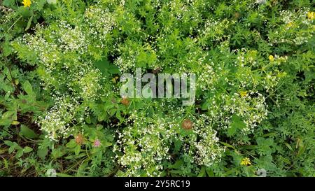 Hedge Bedstraw (Galium mollugo) Plantae Foto Stock