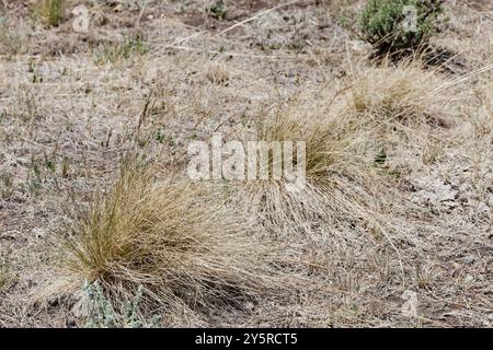 idaho fescue (Festuca idahoensis) Plantae Foto Stock