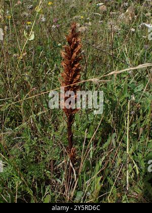 Knapweed Broomrape (Orobanche elatior) Plantae Foto Stock