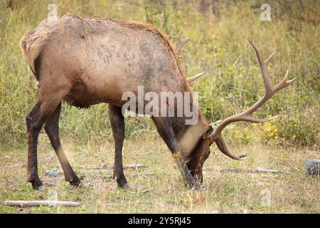 Alimentazione alci di toro. Lago Flathead, Montana Foto Stock