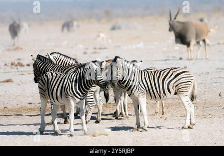 Zebre adattate al deserto in Namibia, Africa Foto Stock