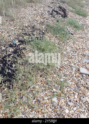 Babington's Orache (Atriplex glabriuscula) Plantae Foto Stock