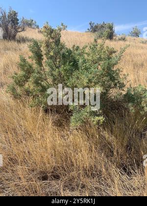 Greasewood (Sarcobatus vermiculatus) Plantae Foto Stock