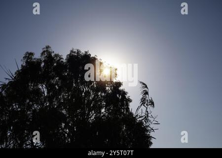 Il sole sbircia attraverso i rami e le foglie di un albero, creando un effetto alone luminoso contro un cielo azzurro. Una tranquilla scena all'aperto dalla Turchia Foto Stock