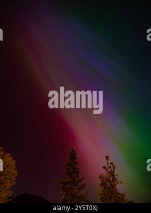 Aurora boreale verde, rosa e viola nel cielo notturno. Aurora Boreale sugli alberi Foto Stock