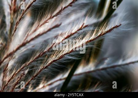 Un delicato gruppo di fiori di canne bianche viene catturato in primo piano. I pennacchi piumini sono tinto da sfumature di rosa e si contrappongono splendidamente a t Foto Stock