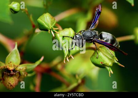 Una vespa solitaria di Anterhynchium potter è arroccata su una pianta verde, che mostra il suo impressionante corpo nero e le sue ali blu iridescenti. Le vespe di vasaio sono conosciute Foto Stock