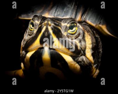 GelbwangenSchmuckschildkröte,Trachemys scripta scripta, cursore con panciotto giallo, NRW, Deutschland Foto Stock