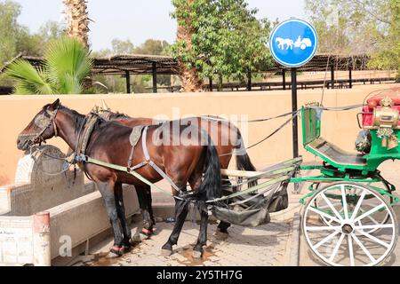 Parc Lalla Hasna à côté de la Mosquée Koutoubia à Marrakech au Moroc. Turismo, visite. Marrakech, regione Marrakech-Safi, Marocco, North AF Foto Stock