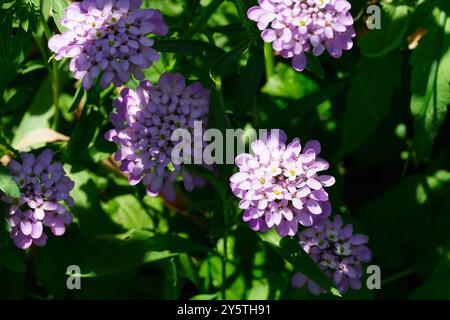 Globe Candytuft Foto Stock