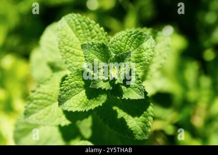 Lemon Balm - primo piano Foto Stock