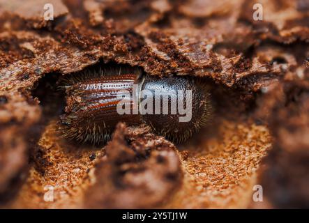 Lo scarabeo europeo di corteccia di abete rosso IPS typographus sull'abete rosso Foto Stock