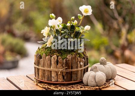 Un'incantevole sistemazione mostra una rosa natalizia (helleborus niger) in fiore tra muschio e decorazioni in legno. Due zucche in cemento completano l'autum Foto Stock