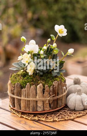 Un'incantevole sistemazione mostra una rosa natalizia (helleborus niger) in fiore tra muschio e decorazioni in legno. Due zucche in cemento completano l'autum Foto Stock