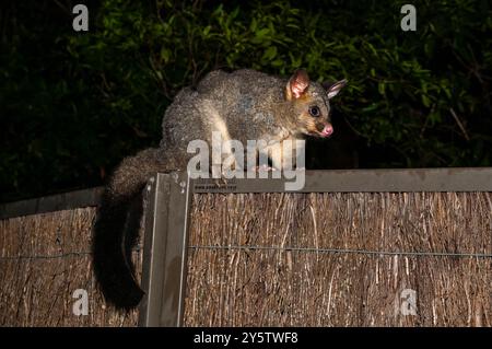 Opossum di coda di pennello comune, Trichosurus vulpecula, di notte in cima a una recinzione, Booderee National Park, NSW, Australia Foto Stock